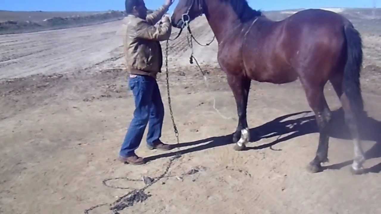 cheval arabe a vendre en algerie