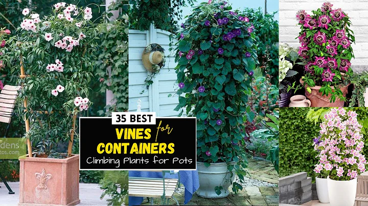 35 Best Vines for Containers | Climbing Plants for Pots - DayDayNews