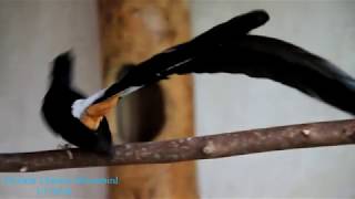 White-Rumped Shama เข้าคู่