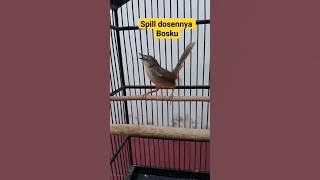 ciblek gunung full bren rapat ak 47#shorts