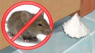 ¿Cómo acabar con los ratones con remedios caseros?