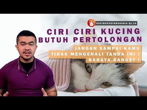 Video: Kenapa Kucing Saya Menggegar Telinga dan Goncang Kepalanya?