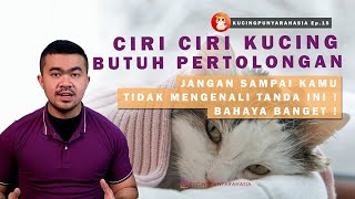 Ep 15 : Kenali Ciri - Ciri Kucing Yang Butuh Pertolongan. Hairball Kucing Bahaya enggak sih?