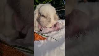 🐰 10 Adorable Rabbit Moments That Will Melt Your Heart  Cutest Rabbit Pet Video Ever! 🐇