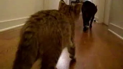 Video 1035981: bengal savannah kitten, f2 bengal kitten, f2 savannah male, savannah kitten first, meet savannah