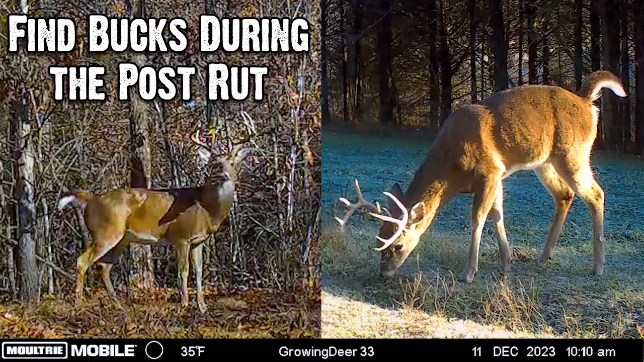 How To Find Bucks During The Post Rut Late Season Hunting Strategy how-to-find-bucks-during-the-post-rut-late-season-hunting-strategy