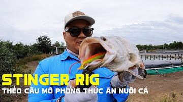 Stinger Rig – Thẻo Mồi Mềm Câu Lure Siêu Nhạy Cá Chẽm Hồ Dịch Vụ