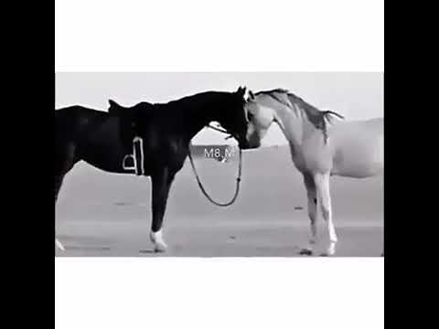 كل الحبايب هيك