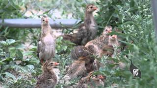 Season 3 | Episode 5 ... Guinea Fowl Keets... Grow with the Flock!