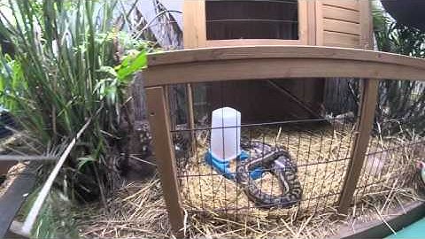 carpet python in pacific pines