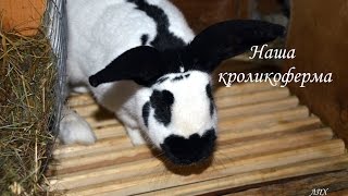 Наша кроликоферма I Обзор №2