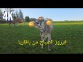 فيروز الصباح ياطير من حقول بافاريا وجمال الحياة مع مواشي 
