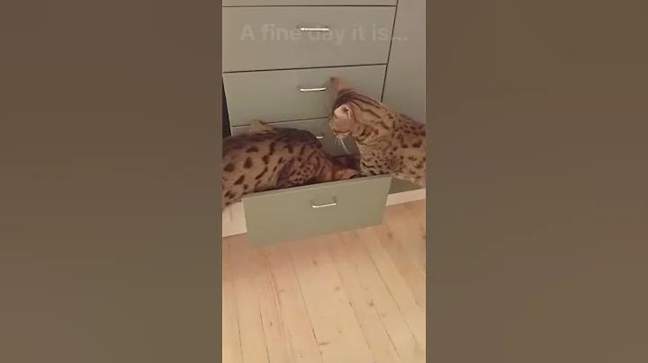 Video 11720351: savannah cat, lion