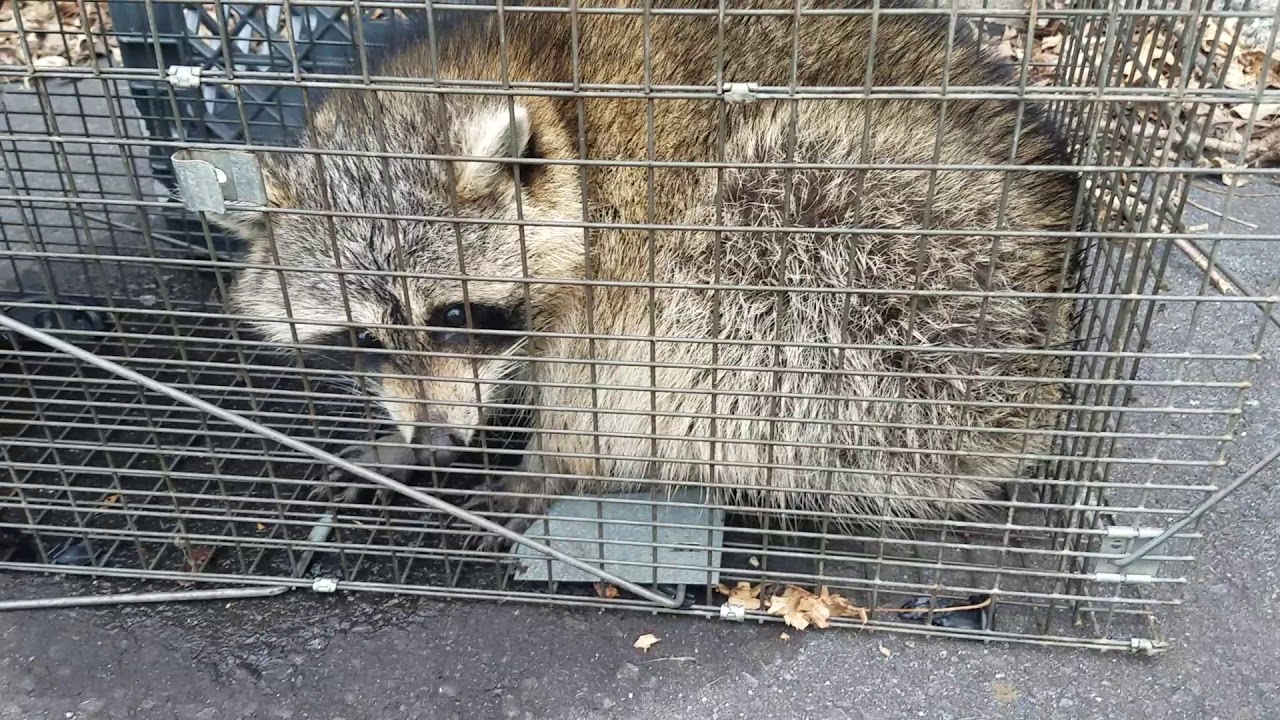 Sleep Raccoon Family Removal from attic Scotch Plains NJ 732 698 8387