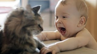 Most Crazy Cats Annoying Babies - Funny Compilation