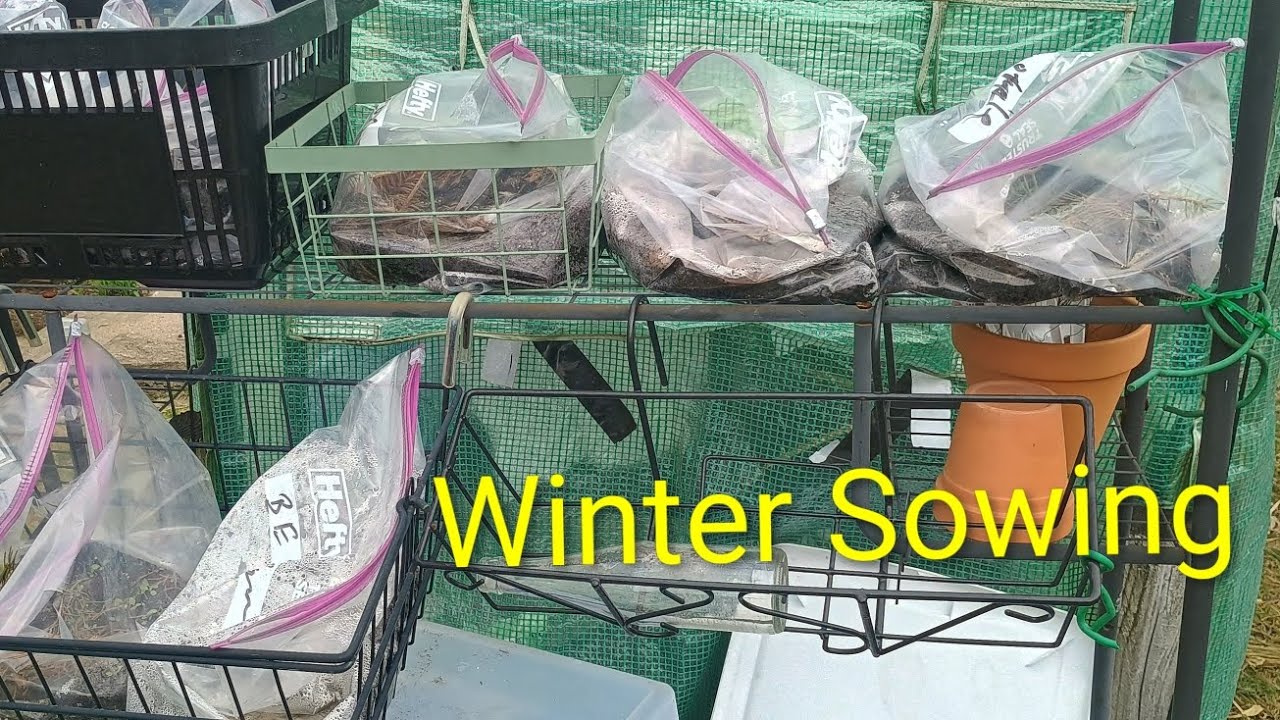 Checking on my winter sowing project outdoors and pepper seeds indoors on 3.10.26