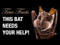 True Facts: Help The Bats!