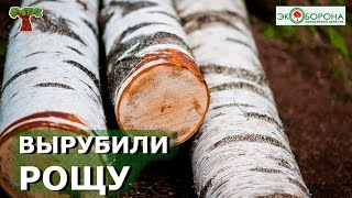 🪓🪓Пилят лес под производство! #Химки