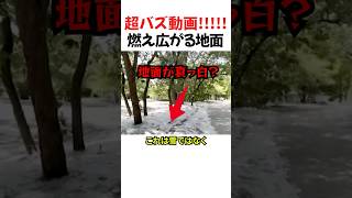 アメリカの春の風物詩