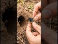 Tiny Termite POV Inside a Hidden Underground Burrow | Real Micro Cam Footage #shorts