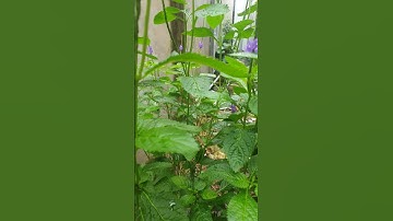 #shors Cây đuôi chuột, nghe nói trị được ung thư