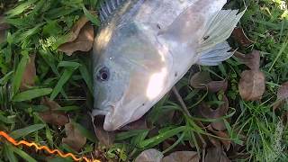 bowfishing pesca com arco 2019 tilapia 46