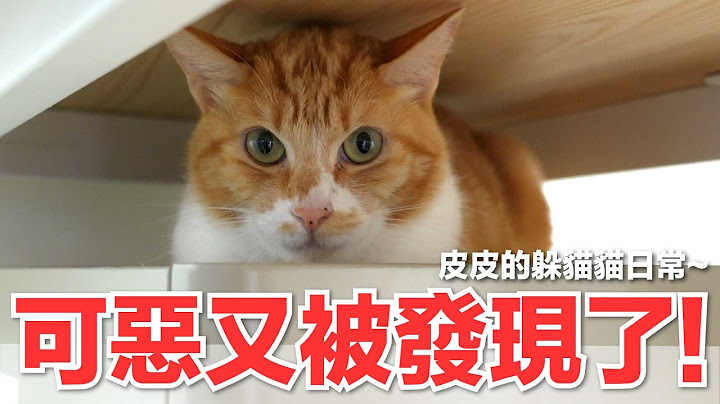 【好味小姐】可惡又被發現了！皮皮的躲貓貓日常～｜好味貓日常166