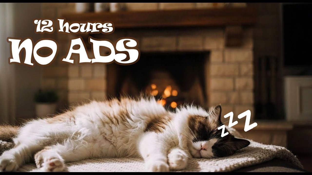12 Hours UNINTERRUPTED Cat Music Playlist for Cat Home Alone 🐱 Help Cat Sleep & Stress Relief