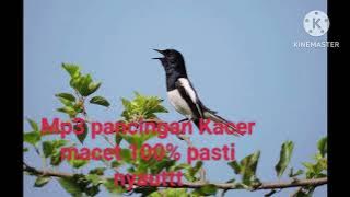 suara pancingan superr , Kacer macet langsung nyauut buktikan !!!