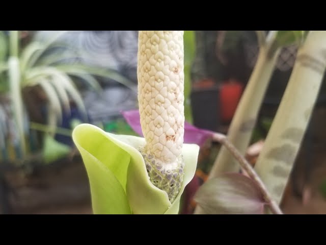 ZZ plant bloom || Rare flower bloom - YouTube