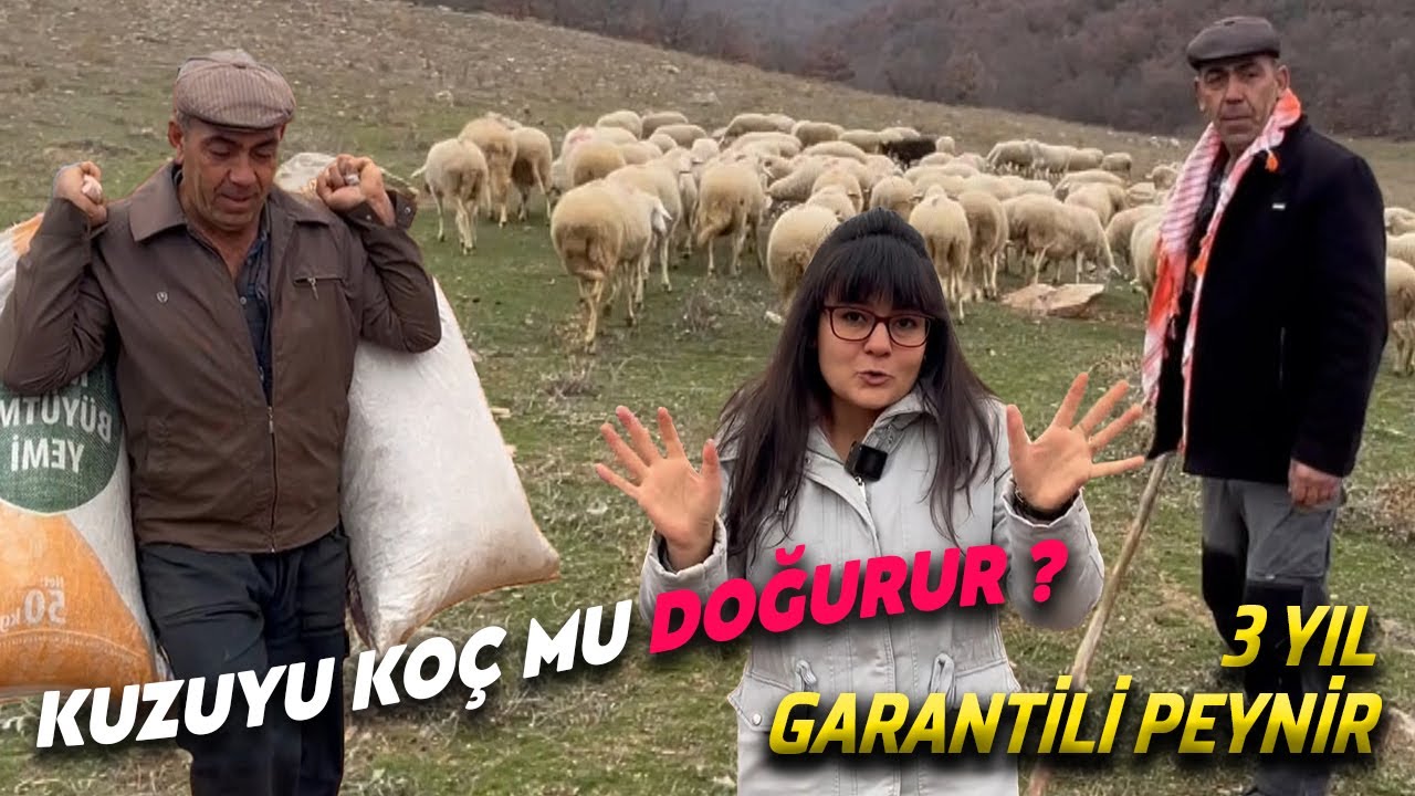 KUZUYU KOÇ MU DOĞURUR? YÜZLERCE HAYVANLA ÇİFTLİKTE YAŞIYORLAR! 3 YIL GARANTİLİ PEYNİR  @İlkay Tınastepe