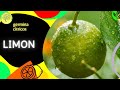 Como preparar las SEMILLAS de limón🍋🍋 para que germinen (Citrus limon)