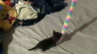 just a baby kitten vid or idfk…
Yes… We do have a baby kitten now… (That was from sunday evening…)
My douchebag sister took this lil floof bean home (and the mama cat is probably pissed…)
Her name is Luna. (My douchebag “sister” named her that.)
I’m just giving Luna some company, since she was alone while my “sister” left. (While Luna is living in my sis’ fuggin bathroom… These recordings are from yesterday…)
(also a leak of mah othr puccmun fangaem lel) just a baby kitten vid or idfk…