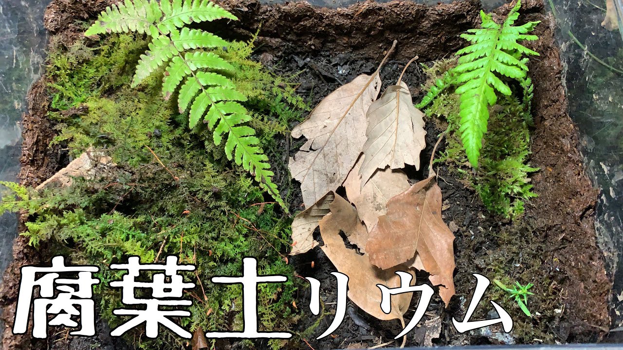 地中性の昆虫用に腐葉土リウムなる物を作成 Youtube