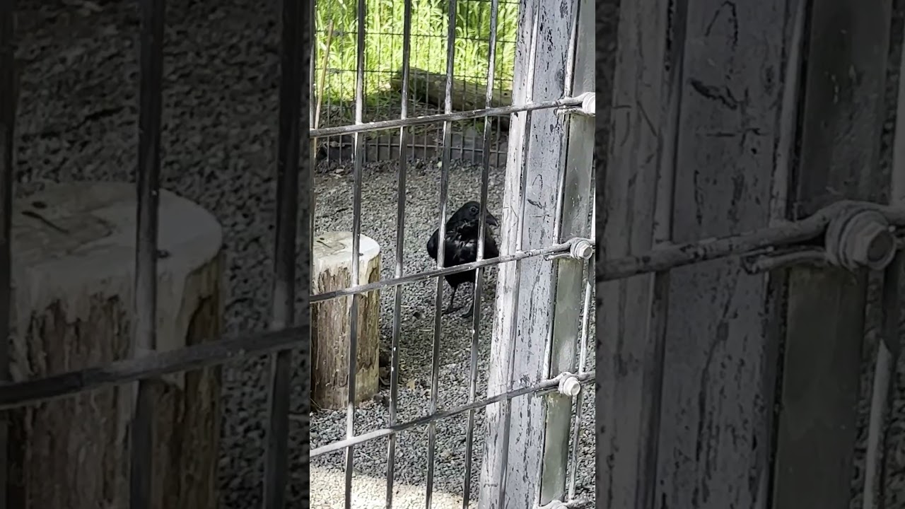 Alaska Zoo -  Raven taking a bath.