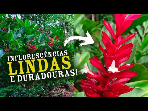 Vídeo: Podeu cultivar gingebre a l'interior - Com cultivar el gingebre com a planta d'interior