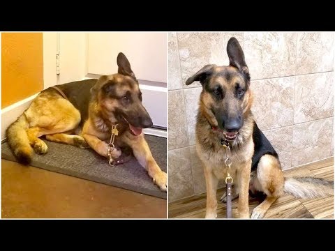 Family abandoned loyal dog at a shelter to protect a new baby