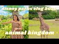 disney's animal kingdom vlog || disney world 2021