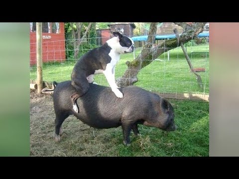 now-it's-time-to-laugh!---ultra-funny-farm-animals-videos-2018