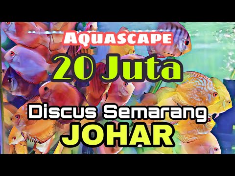 pasar-ikan-hias-semarang-|-pasar-johar-|-jual-ikan-hias-semarang.-#ikanhias-#aquascape-#review