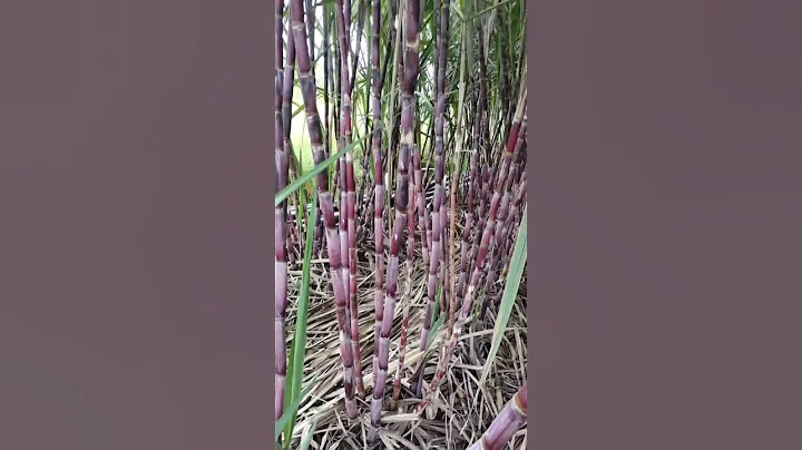 Agriculture new method of sugarcane cultivation,#Sugarcane farming #agriculture