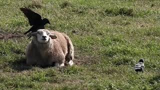 Jackdaws Helping Sheep Kauwen Helpen Schapen Coloeus Monedula