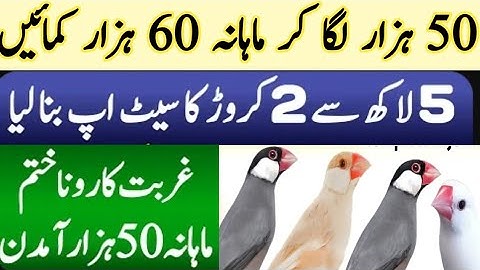 Java Birds Breeding Tips | Java Finch Colony Cage Setup & Seed Mix, Food | Java Sparrow Male Female