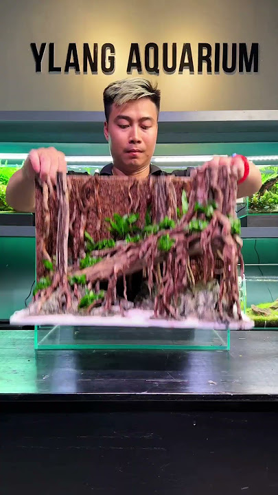 #aquarium #aquascapelowtech #aquascape #aquascapegallery #fishtank #aquascaping