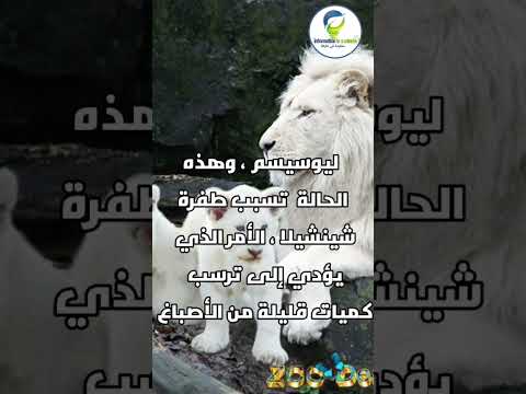 هل تعلم ما هو الأسد الابيض معلومات معلومات عامة معلومة المعلومة حيوان اسد الاسد الابيض