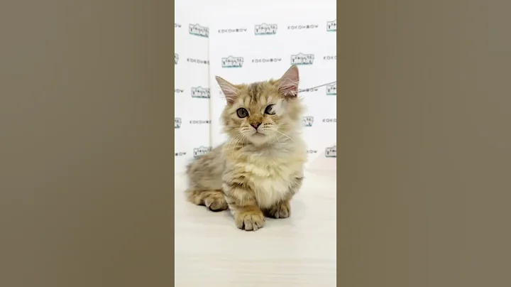 Watch the video about KKM Super Short Munchkin Longhair Kitten (Male)