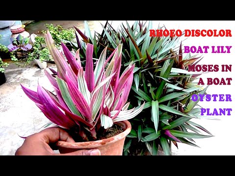 Video: Vad är Rhoeo: Tips om att odla Rhoeo-växter