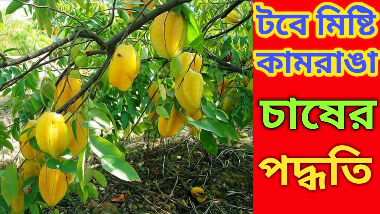 video মিস্টি কামরাঙা