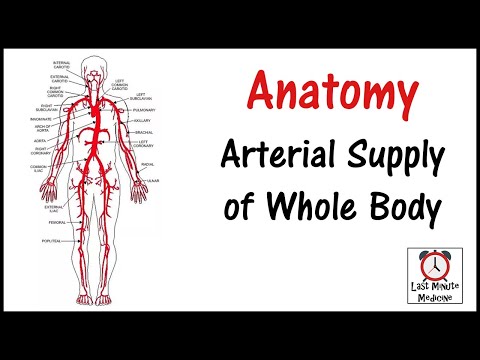 Video: Medialinės Liemens Arterijos Anatomija, Funkcijos Ir Schema - Kūno žemėlapiai