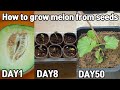 메론 사 먹고 공짜로 모종 얻는 방법!ㅣHow to grow melon from seeds